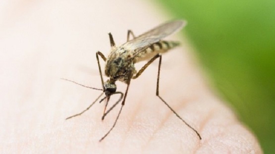 virus zika komar