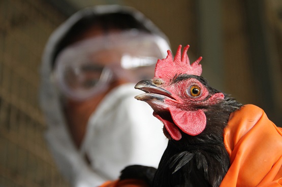 An Indian health worker culls a rooster at a government poultry farm in Lembucharra following a potential threat of the H5 strain of the Avian influenza virus. -- Culling began after a fresh outbreak of a potential threat of the H5 strain of the Avian influenza virus on a poultry farm at the Indian Council Research Centre at Lembucharra, about 45km from Agartala. 27th January 2012